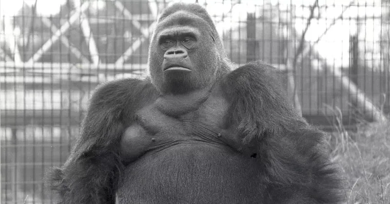 A Man 'Talked' to a Gorilla for the First Time (1967)