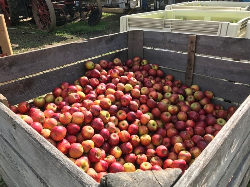 National Apple Harvest Day