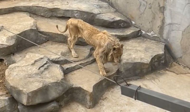 The Roadside Zoo With the “World’s Saddest” Animals