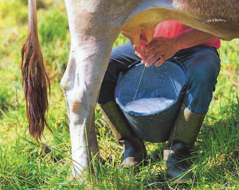 Milking a Cow by Hand