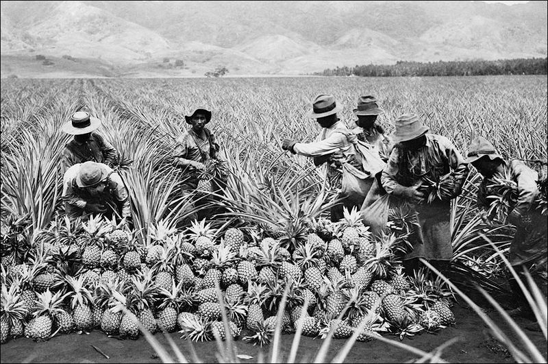 Hawaiian Plantation Workers
