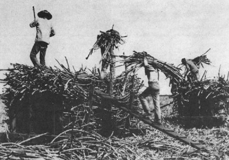 Hawaiian Taro Farming