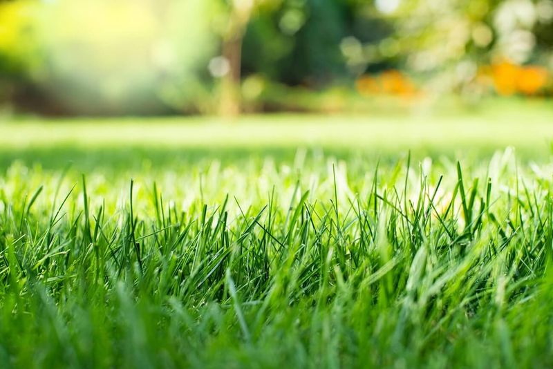 Freshly Cut Grass