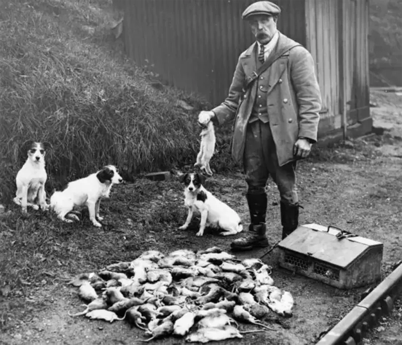 Rat Catcher