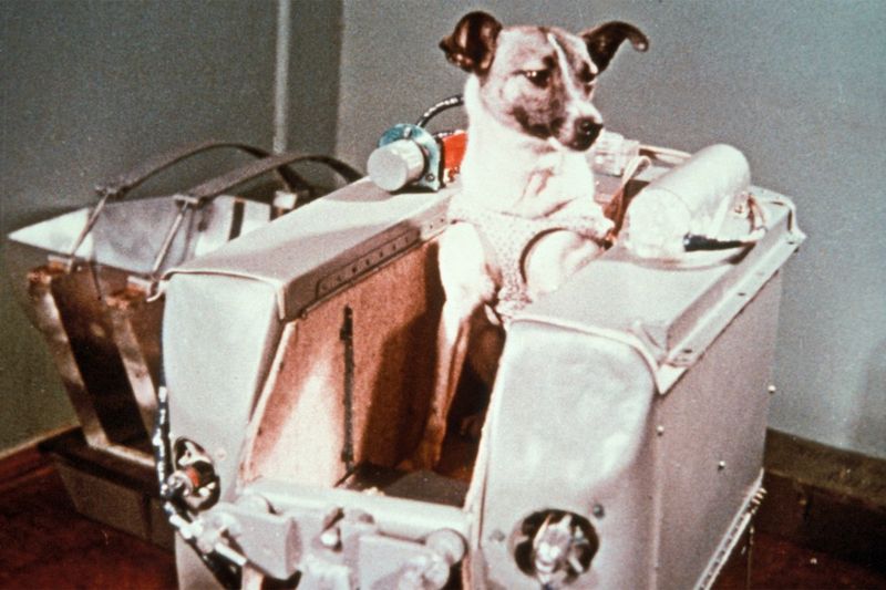 Laika, the First Animal in Space