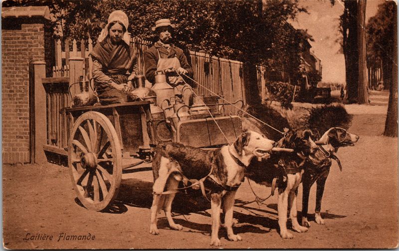 Dogcart: The Aristocratic Ride