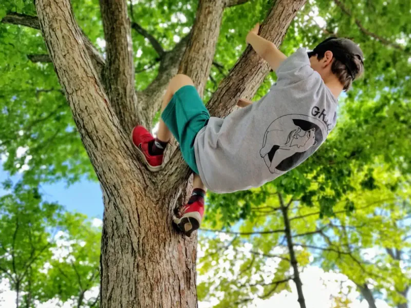 Tree Climbing to Dizzying Heights