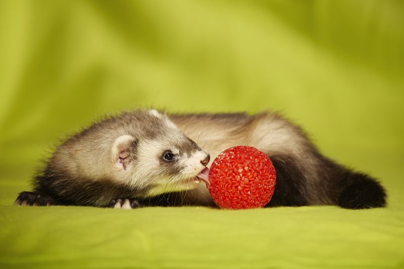 The Pet Ferret Trend