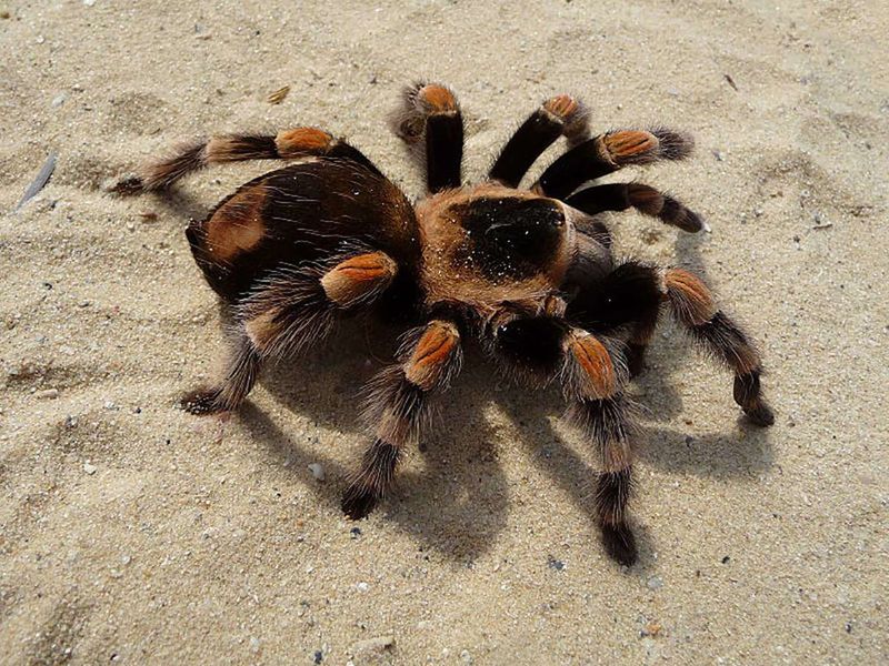 The Pet Tarantula Trend