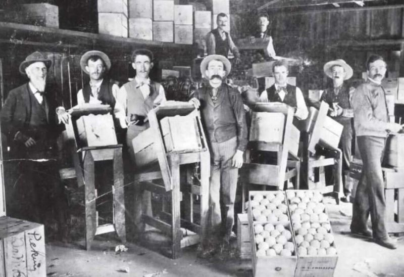 An orange grove packing house in California in 1892